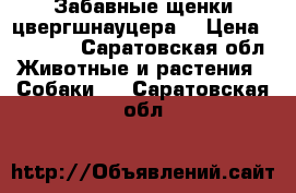 Забавные щенки цвергшнауцера  › Цена ­ 18 000 - Саратовская обл. Животные и растения » Собаки   . Саратовская обл.